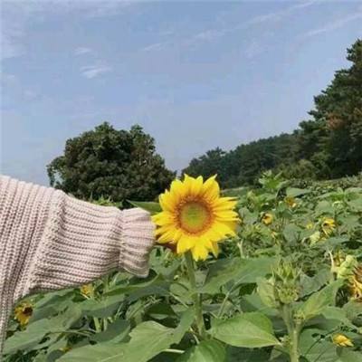 东方见闻录ol果盘版下载
